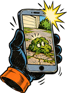 A phone taking a photo of a mossy driveway